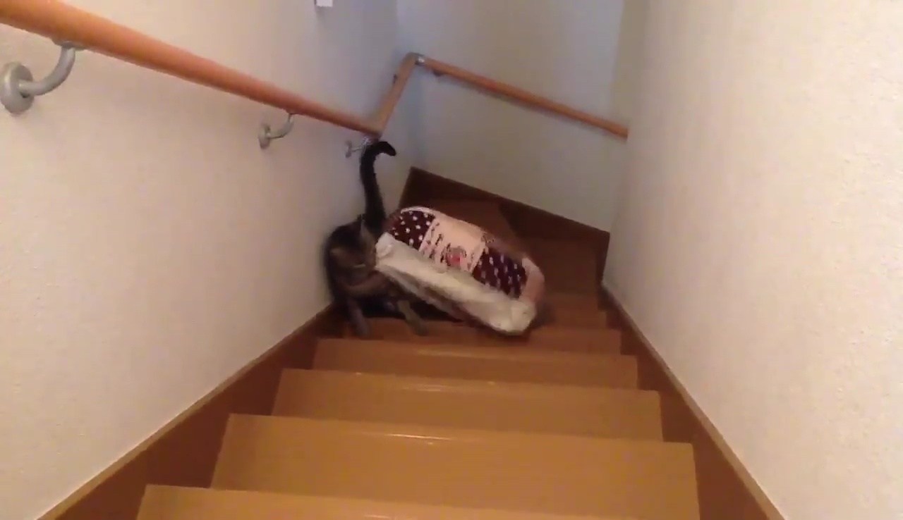 階段でベッドを運ぶネコ