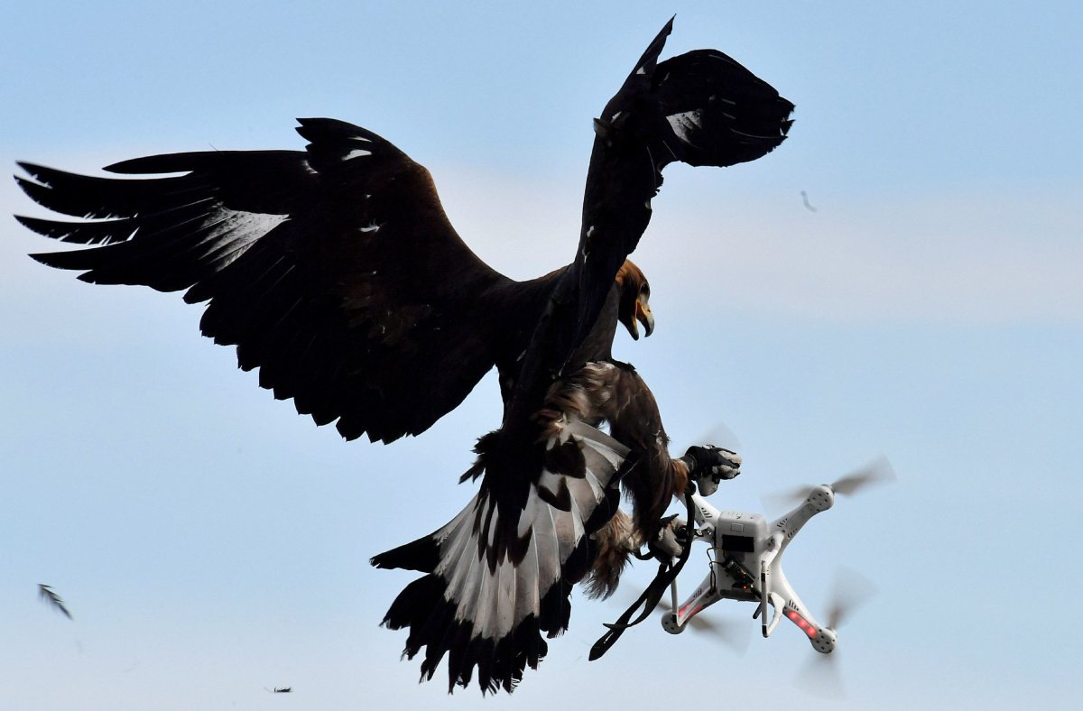 フランス空軍のドローンを狩る鷹がカッコイイと話題に！