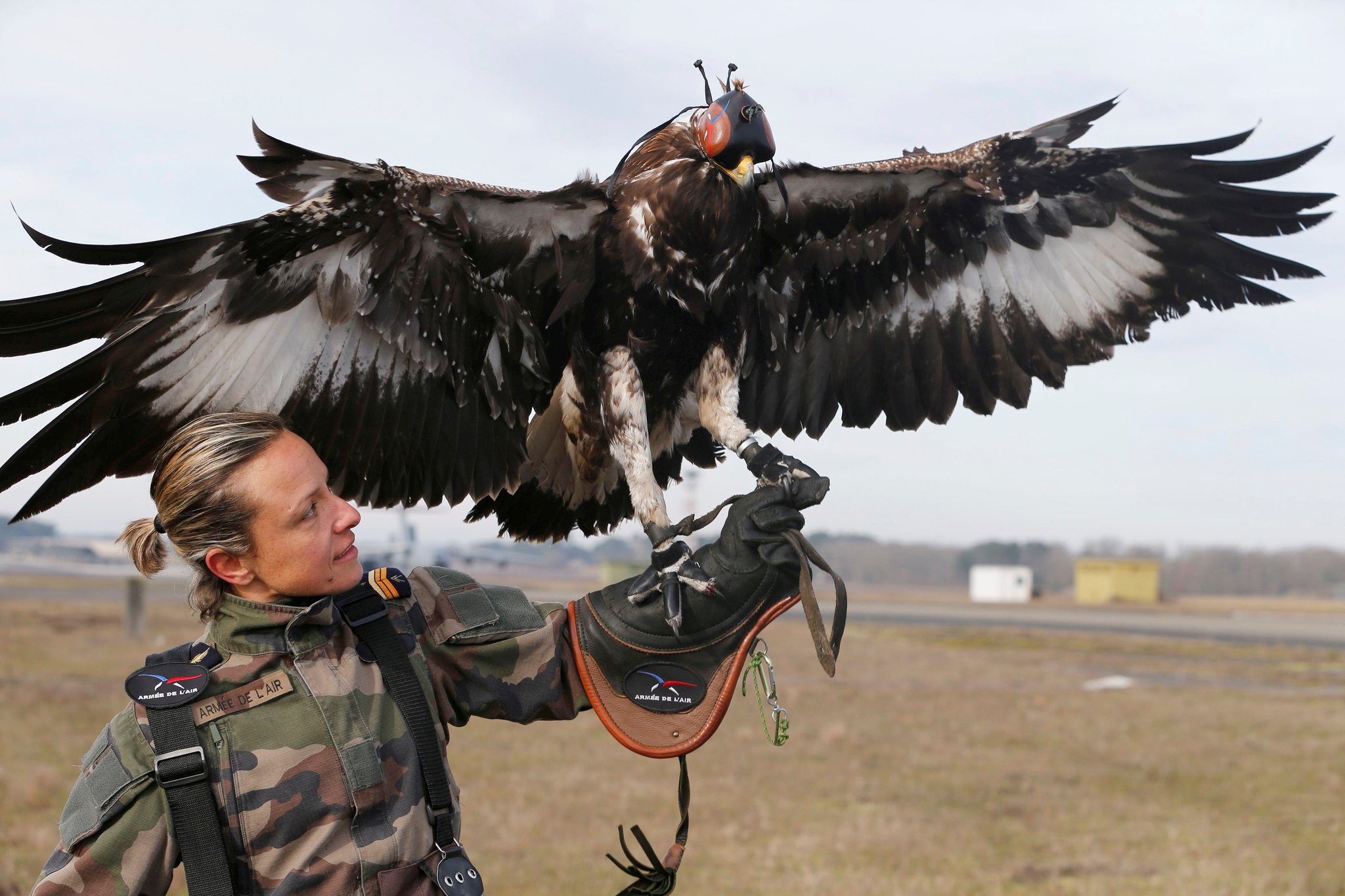 フランス空軍のドローンを狩る鷹がカッコイイと話題に