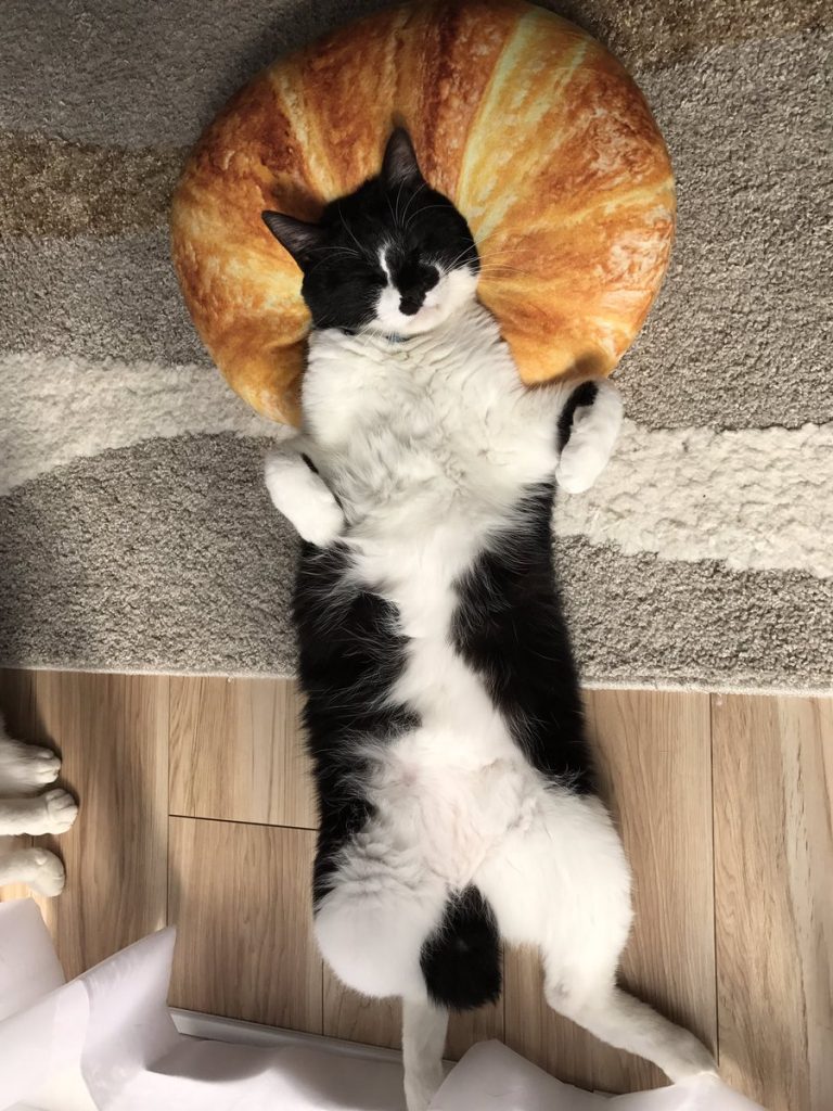 ニトリ　食パン　クッション　クロワッサン　猫　ネコ