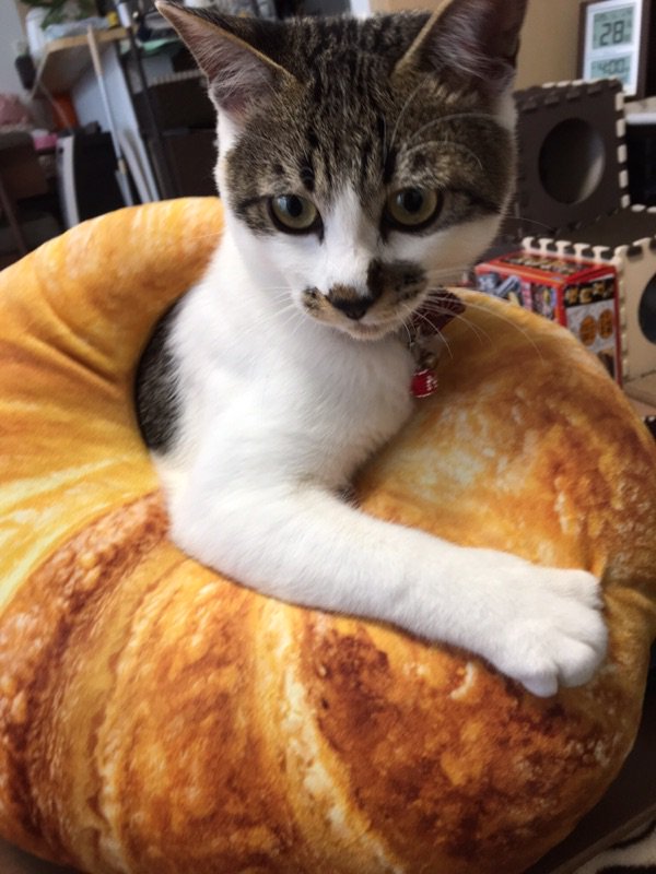 食パン ニトリのパンクッションに猫が夢中だと話題に クロワッサン