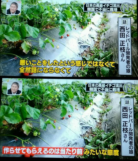 カーリング女子が食べていた韓国産イチゴは、日本の苺農家が個人栽培を条件に譲った苗だった・・・