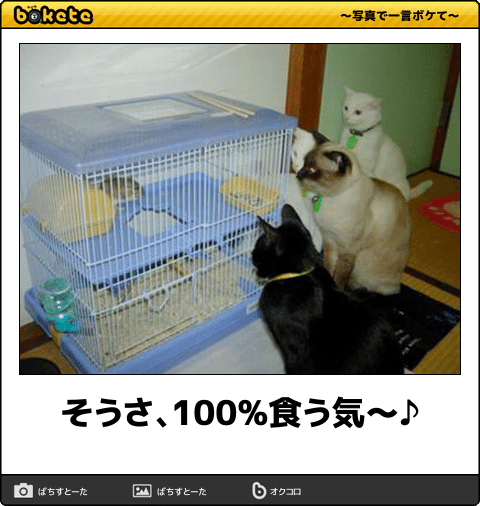 【bokete】猫がテーマの「ボケて」オススメ15選まとめ【ネコ】
