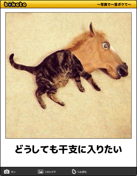 【bokete】猫がテーマの「ボケて」オススメ15選まとめ【ネコ】
