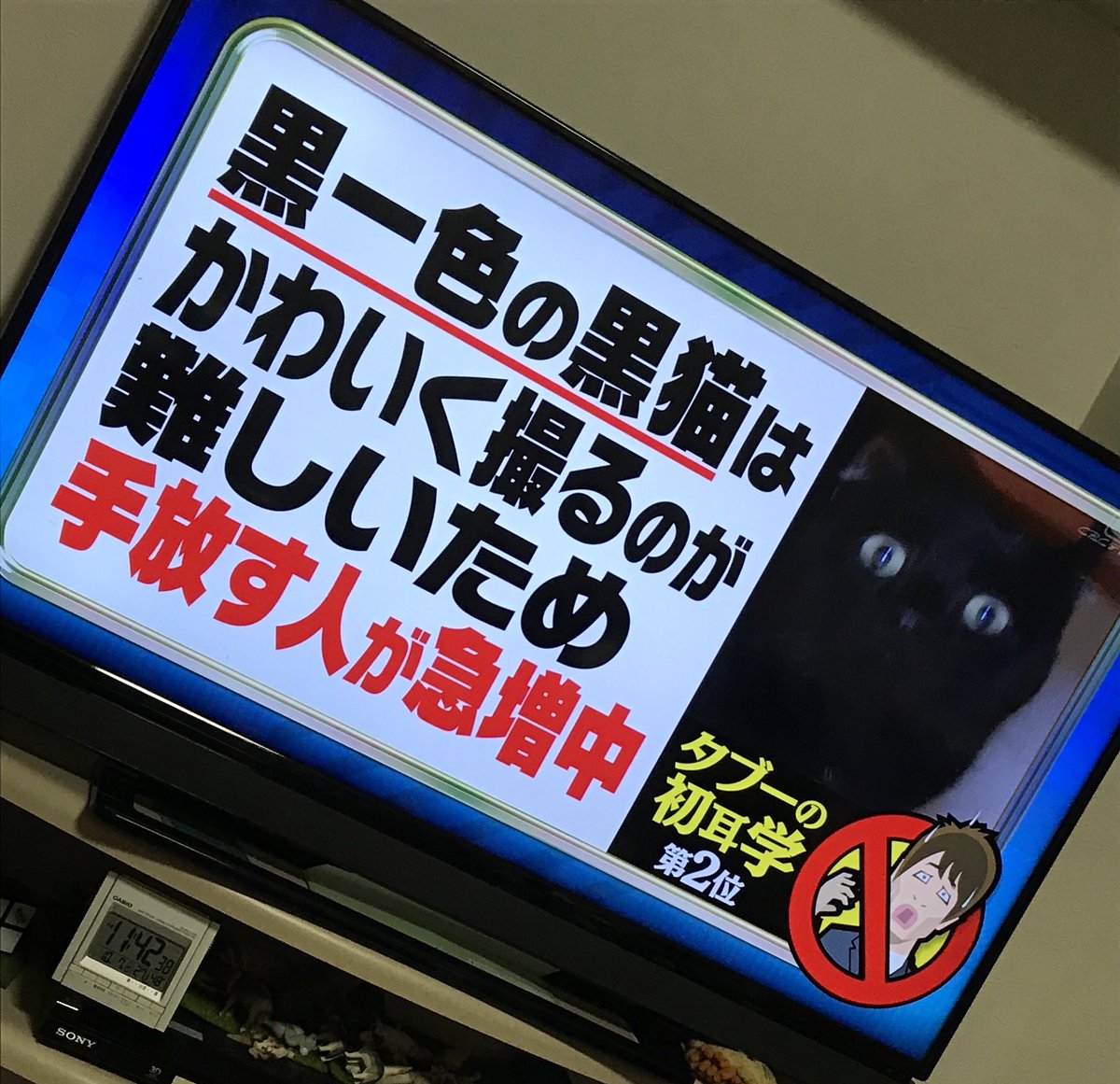 インスタ映えしない黒猫を手放す人が急増中との報道に「ペットを飼う資格ない！」