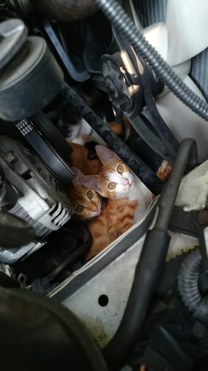 【拡散希望】今の時期猫バンバンだけでは不十分！必ず車のボンネット開けてエンジンルームに侵入してないか目視して欲しい！