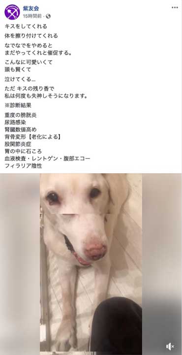 動物保護団体「紫友会」による零(レイ)ちゃん保護までの流れ