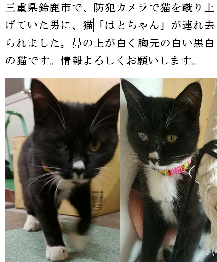 鈴鹿で連れ去られた子猫の名前は「はと」ちゃんと判明