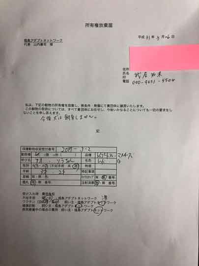 武居知未が虐待していたトイプードル犬の青ちゃんが無事保護!福島アダプトネットワークにより