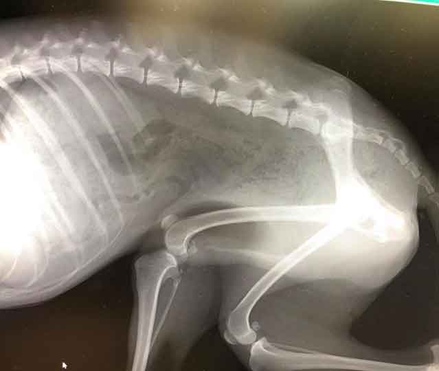 武居知未が虐待していたトイプードル犬の青ちゃんが無事保護!福島アダプトネットワークにより