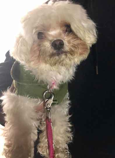 武居知未が虐待していたトイプードル犬の青ちゃんが無事保護!福島アダプトネットワークにより