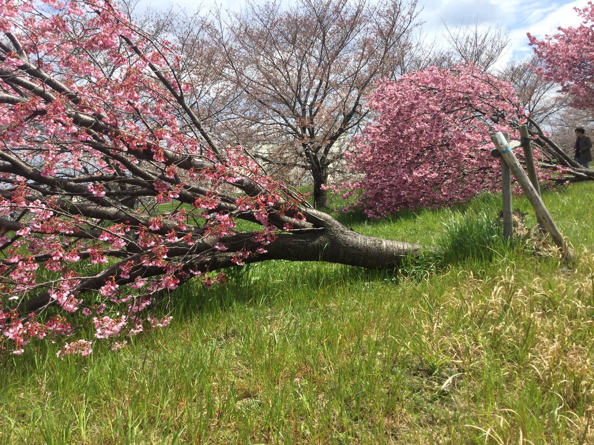 台風で倒れて、根っこがむき出しになった桜の木から花が咲いている