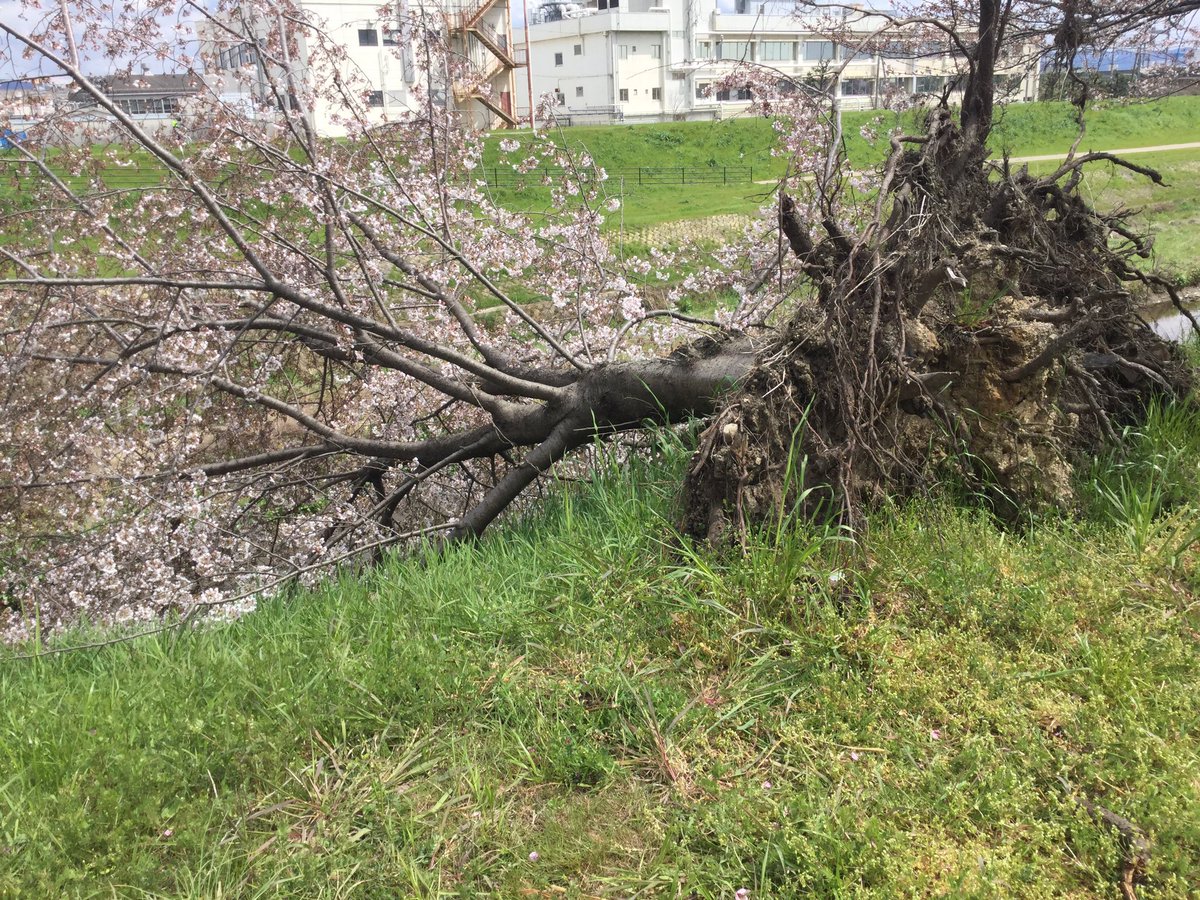 台風で倒れて、根っこがむき出しになった桜の木から花が咲いている