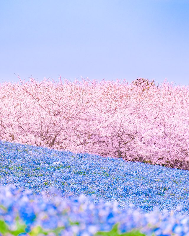 春のストライプ🌸桜とネモフィラのコラボが素敵すぎる！