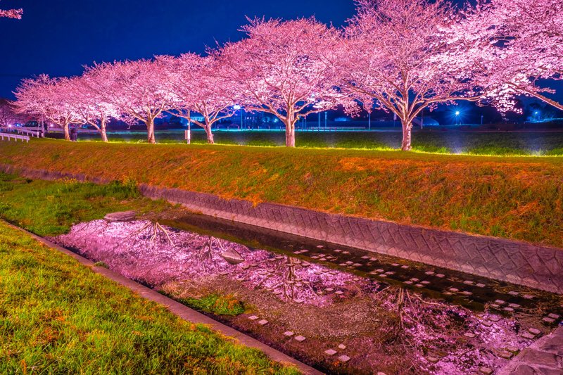 福岡県の筑前町にある草場川の桜並木