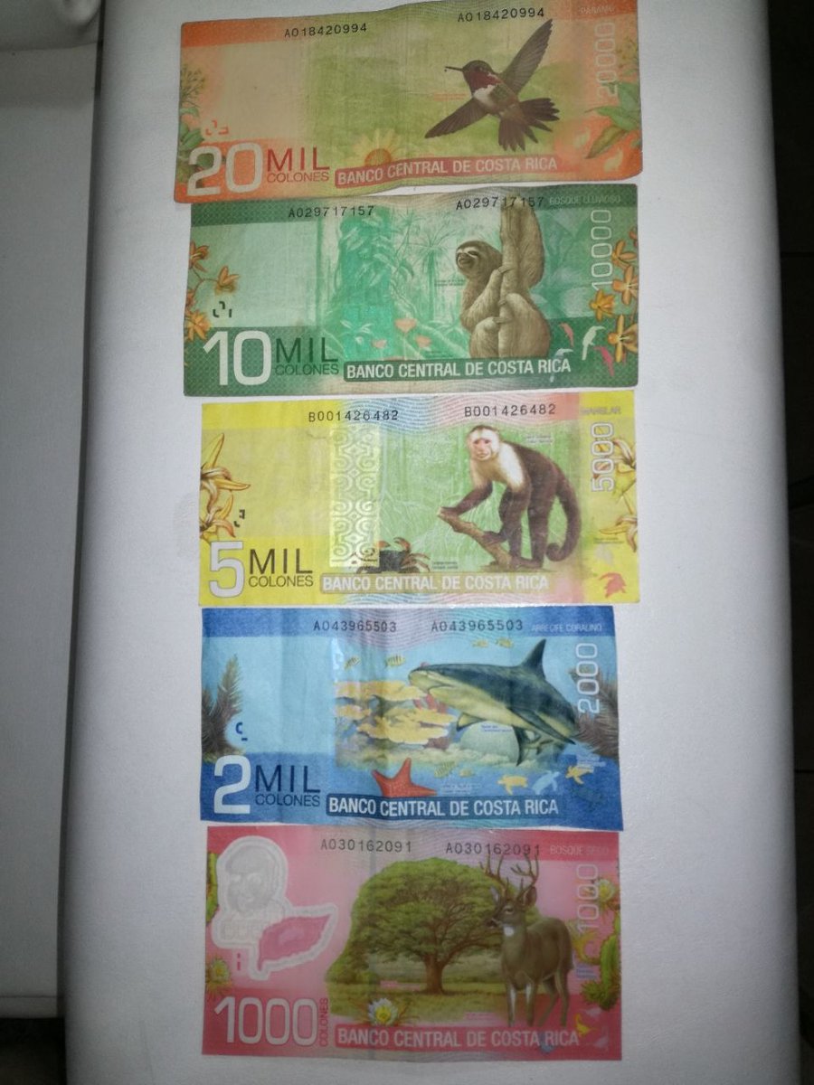 新紙幣のデザインに柴犬や猫を描いてみたら癒される紙幣になった！