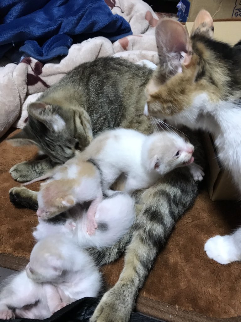 【絶対に許せない!】子猫を生きたまま袋に密封してゴミ箱に捨てた奴がいた