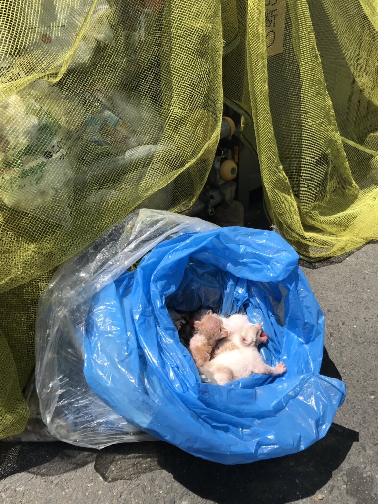 【絶対に許せない!】子猫を生きたまま袋に密封してゴミ箱に捨てた奴がいた