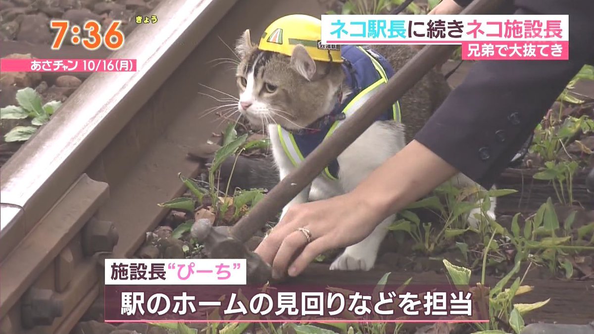 会津鉄道の芦ノ牧温泉駅のリアル現場猫「ぴーち」が可愛すぎると話題に！