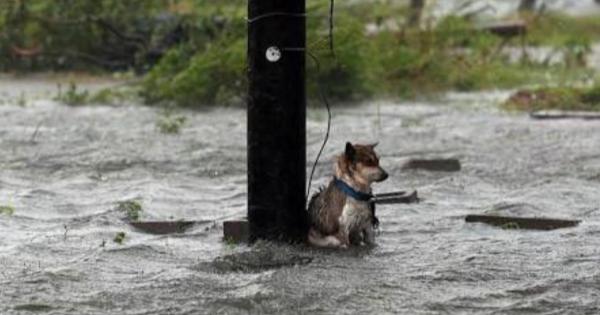 【拡散希望】「すべての犬を家の中にしまえ」「猫もしまえ」台風や災害の時にペットを外に置いたままにしたり、繋いだままにしないでください！