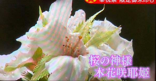 天皇陛下の即位礼正殿の儀のタイミングで静岡浅間神社で桜が咲く奇跡！