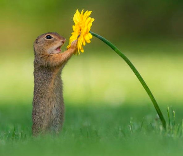 リスが花の蜜の匂いを嗅ぐシーンがまるで童話の世界みたいだと話題に！