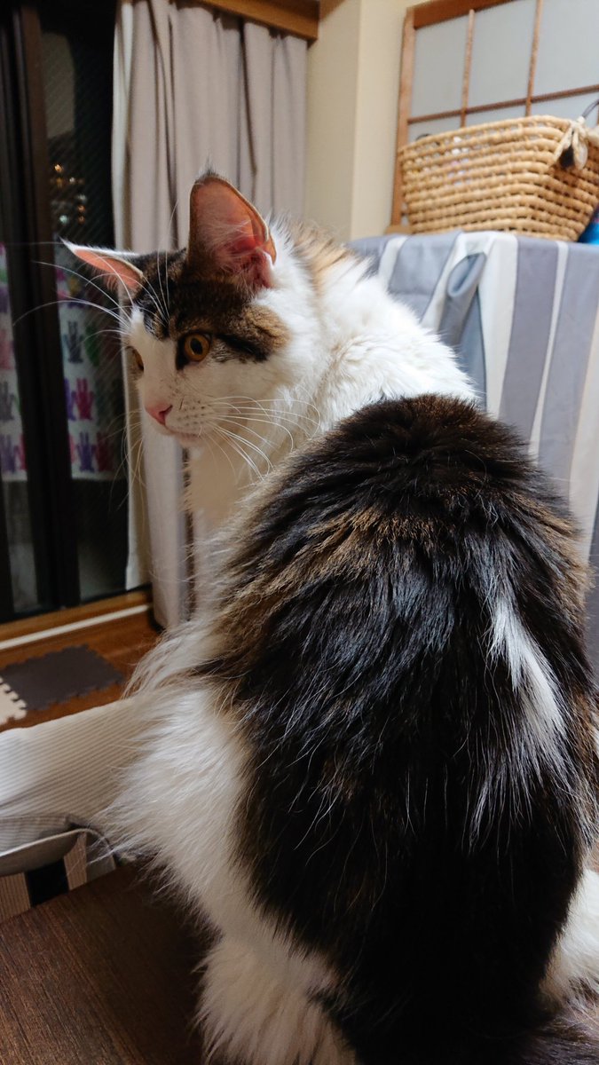 猫の最大種メインクーンの大きさがよくわかる写真4枚が話題に！