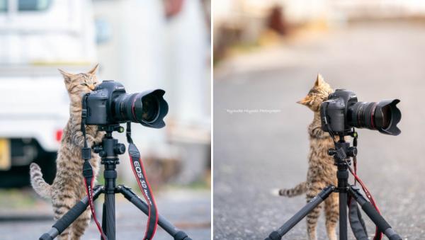 将来の名カメラマンを予感させる猫さん「片目凝らして 姿勢もいい(猫背無し)」