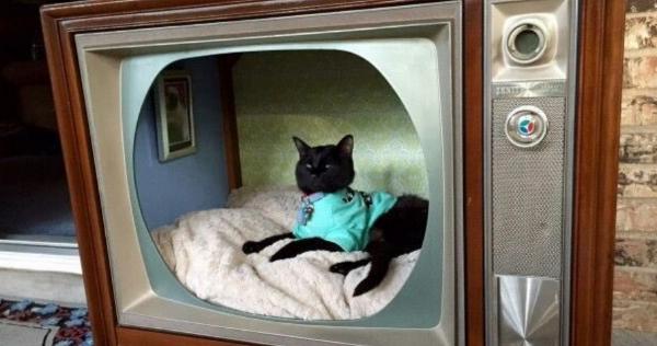 古いブラウン管のテレビを利用した猫の家が可愛すぎると話題に！