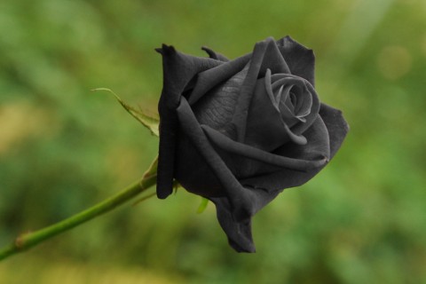 トルコの一部にしか咲かない「ハルフェティの黒バラ」はデマ？本当に実在するの？