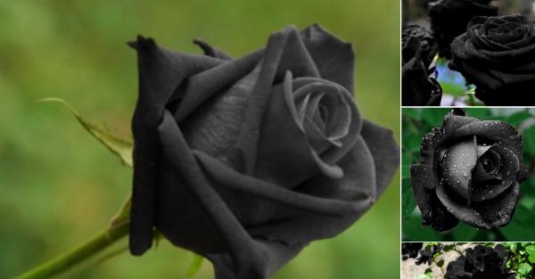 トルコの一部にしか咲かない「ハルフェティの黒バラ」はデマ？本当に実在するの？