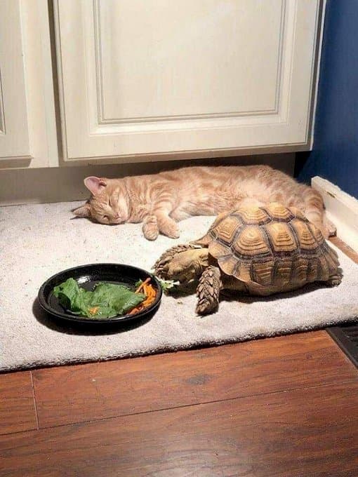 亀の友達と遊つもりが食事の時間が長すぎて待ちくたびれて眠った猫