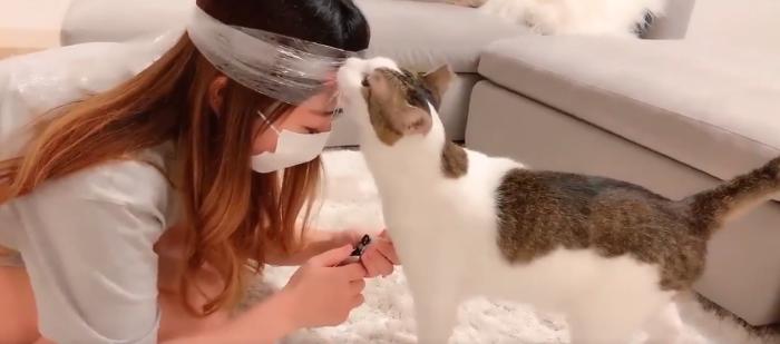 【動画有】猫の爪を切るための最も効果的な方法が爆誕してしまうｗｗｗ