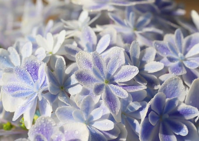 島根県産のアジサイ(紫陽花)の新品種「万華鏡」が神秘的なまでに美しい！