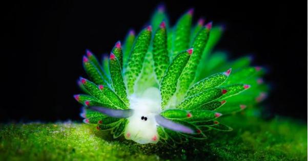 海葉ナメクジが細胞を吸収して光合成する姿が妖精やポケモンのようで可愛いと話題に！